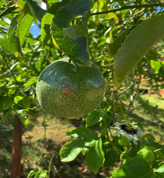 Meyve Maracuja. Passiflora Edulis