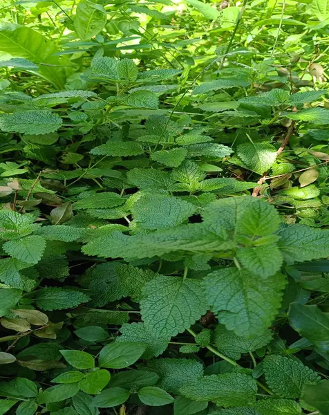 İlaç fabrikası Melissa Officinalis