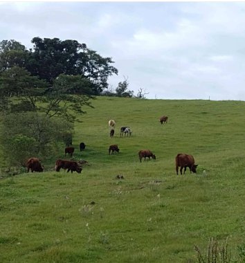 Otlaktaki inek sürüsü