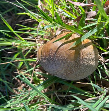 Çimlerin üzerindeki mantarlara yakın çekim. Leucoagaricus Americana