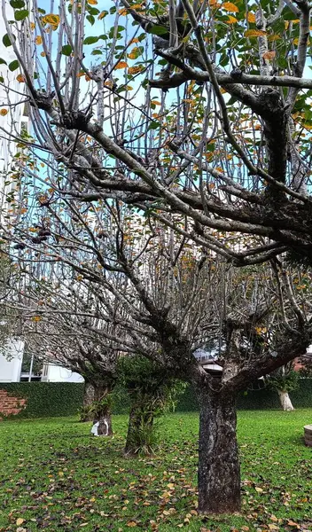 Parktaki yeşil ağaçlar