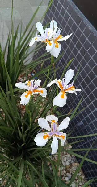 Sarı ve mor Mor Müren balığı