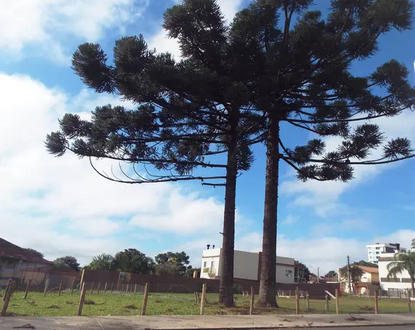 Araucaria Ağacı 'nın asırlık yerlisi