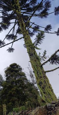 Doğanın güzel manzarası