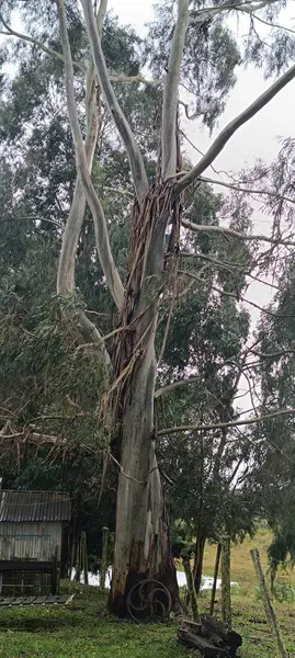 Büyük yeşil yapraklı bir ağacın dikey görüntüsü.
