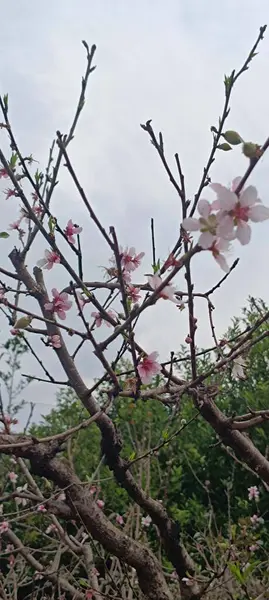 Güzel botanik fotoğrafı, doğal duvar kağıdı.