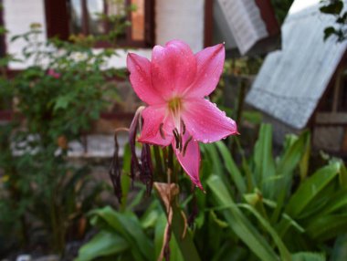 Rose lirium nature Beauty clipart