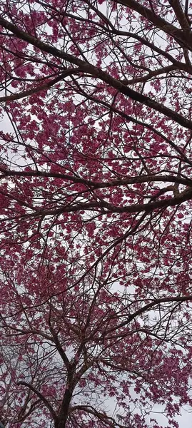 Handroanthus heptaphyllus. Çiçek yaprakları renklidir..