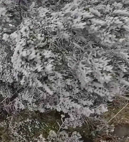 Ormanda karla kaplı ağaçlar.