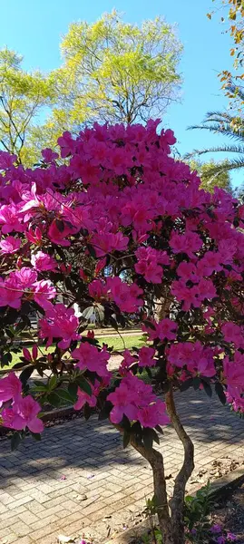 Bahçedeki güzel pembe çiçekler