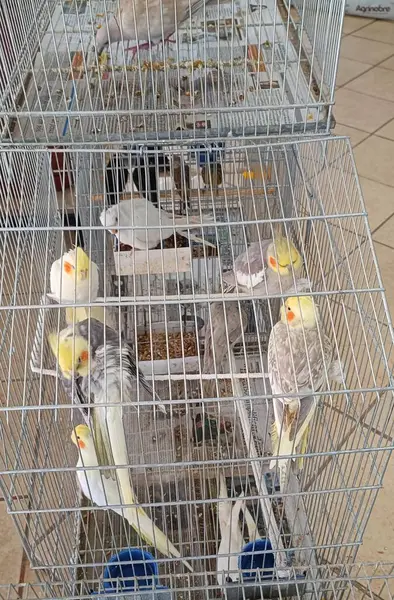 Kafesteki beyaz papağan