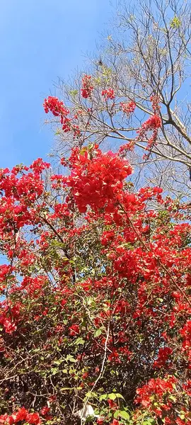  Bougainvillea. Çiçekler Güzel rengarenk