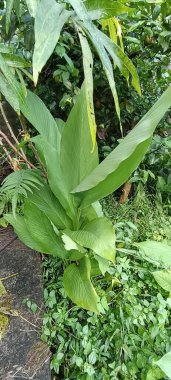 Aafrao. Sokağa çıkma. Planta medikal em suas yükseltir