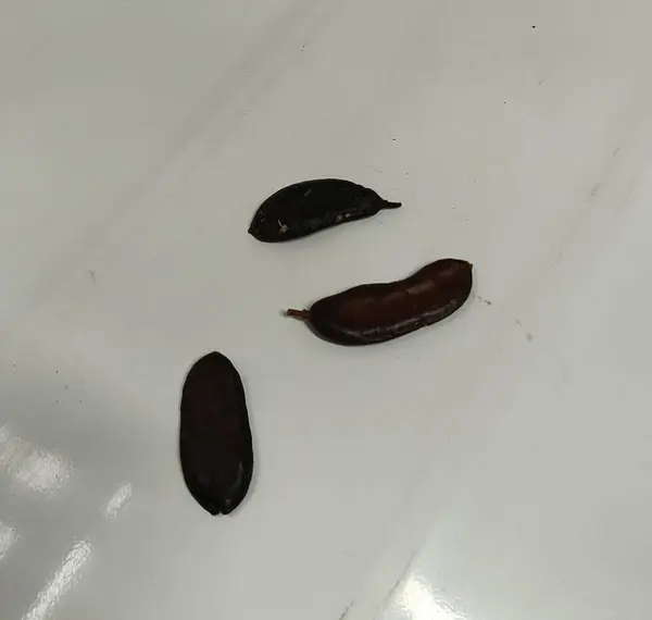 Caesalpnia ferrea. Ağaç Tohumları Büyük Orman 