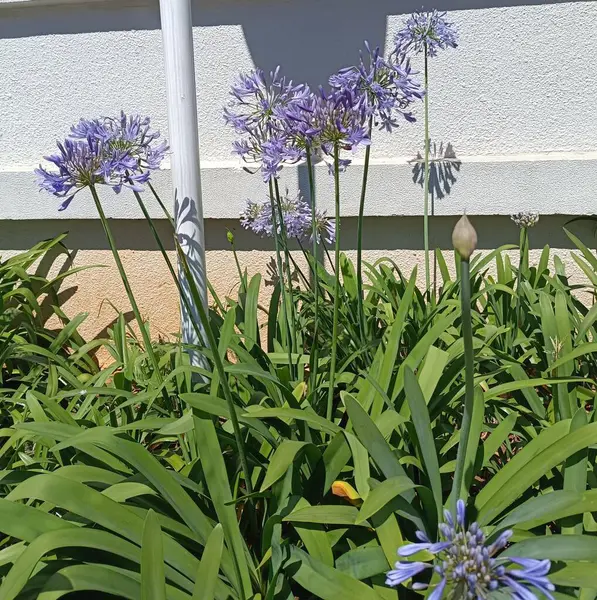 Bahçedeki güzel çiçekler. Agapanthus Africanus