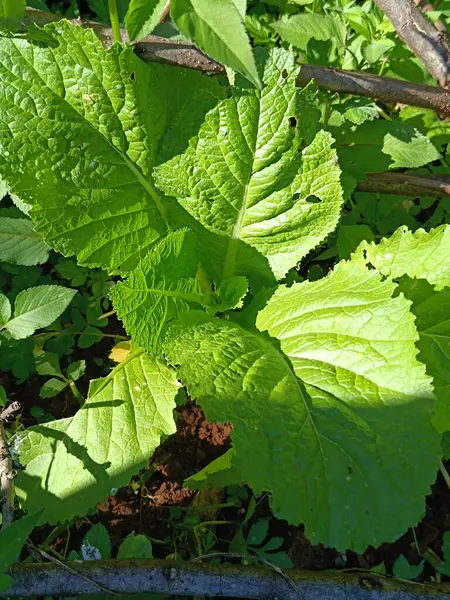 Yerde yeşil yapraklar