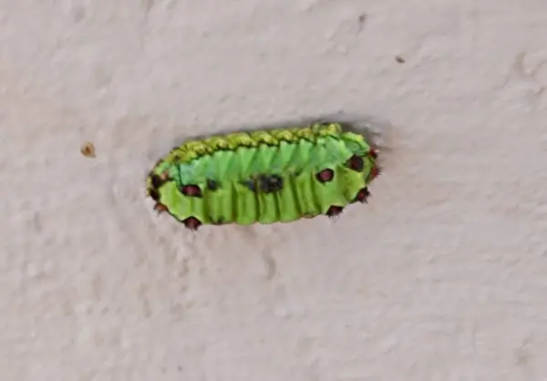 Tank tırtılı. Ya da Mariposa.Limacdidae. sokma kadar tehlikeli.