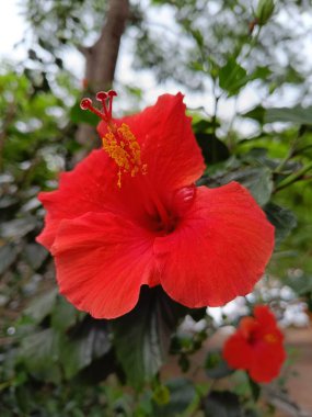 Hibiscus Sinenis. Çiçek kırmızısı