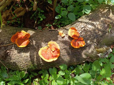 Ağaç gövdesindeki kırmızı-turuncu mantarların yakın plan çekimi.