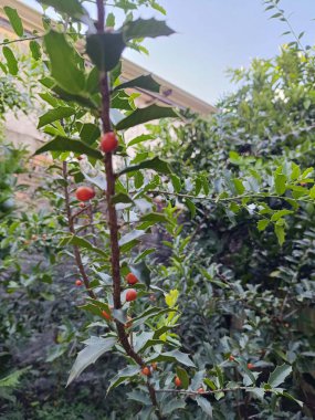 Bir ağacın yeşil yaprakları Bilimsel Maytenus ilicifolia