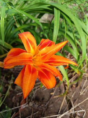 Bahçedeki portakal çiçeği