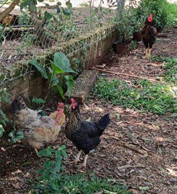 Çiftlikte bir grup tavuk.