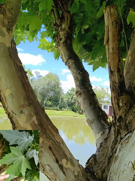 Göl ve çınar ağaçlarının güzel görüntüsü