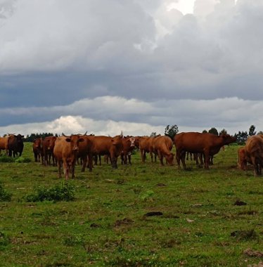 İnekler tarlada otluyor.