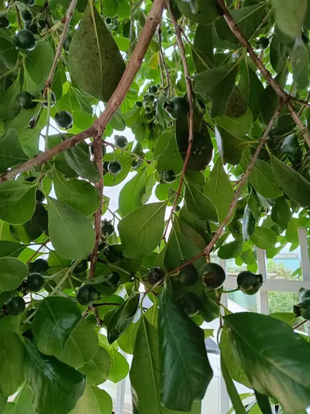 yeşil yapraklar, bitkiler ve yapraklar