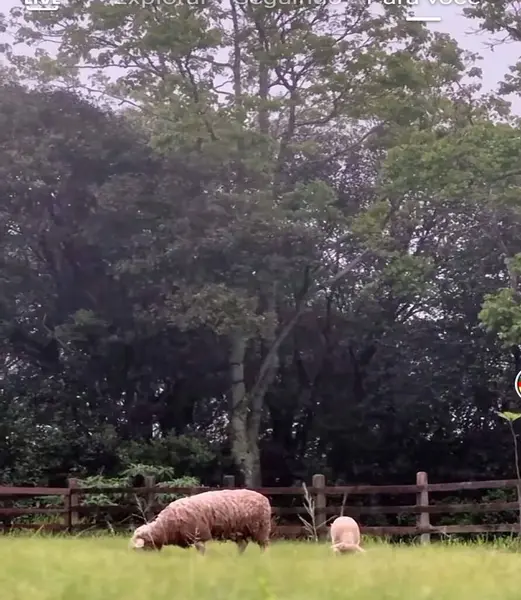 Otlak Ormanında Koyunlar