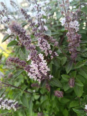 Manjericao. Güzel çiçekler. Ocimum Basilicum Tayland Mor yapraklı jerico, Basil, Alfavaca veya PURPLE Basil olarak da bilinir..