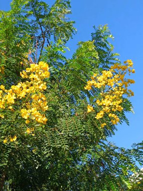 Güzel botanik çekimleri, doğal duvar kağıtları Vachellia farnesiana Bitkileri