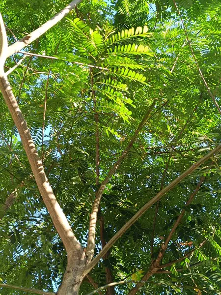 Güzel botanik çekimleri, doğal duvar kağıtları Vachellia farnesiana Bitkileri