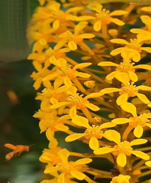 Bahçedeki sarı çiçekler Lophantera Lactescens Altın Yağmur
