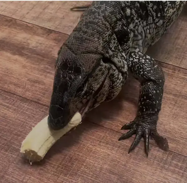 Ahşap bir zeminde tahta bir kutuda siyah bir Lizart 'ın yakın çekimi.