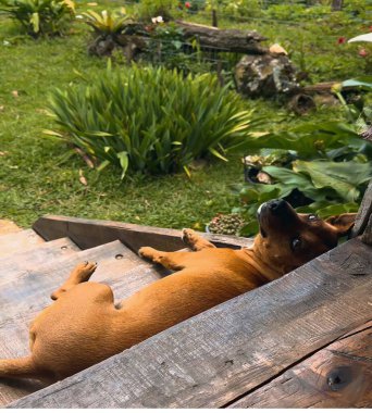 Köpek bahçede uyuyor.