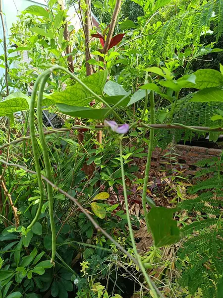 Şelalesi olan güzel bir manzara. Şehir Albayı Vivida-PR