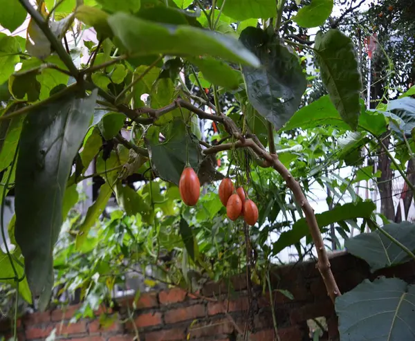 Yeşil yapraklar, bitki örtüsü ve doğa. Japon domatesi