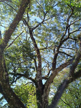 Sabah ormanın güzel manzarası