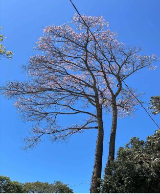 Brezilya 'nın güzel manzarası