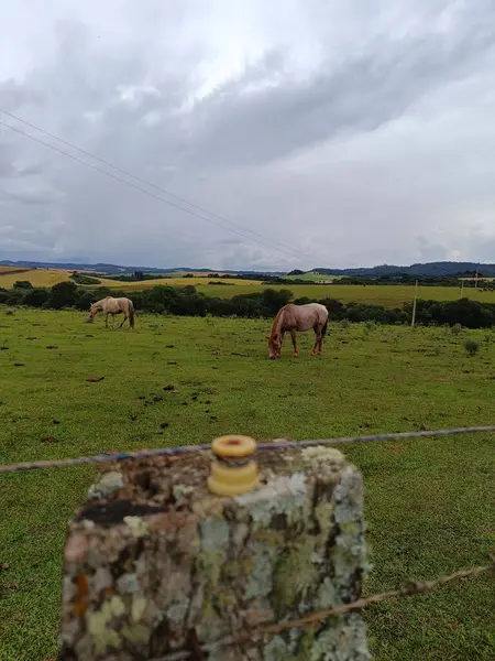 Sahada güzel beyaz ve kahverengi bir koyunun yakın çekimi.