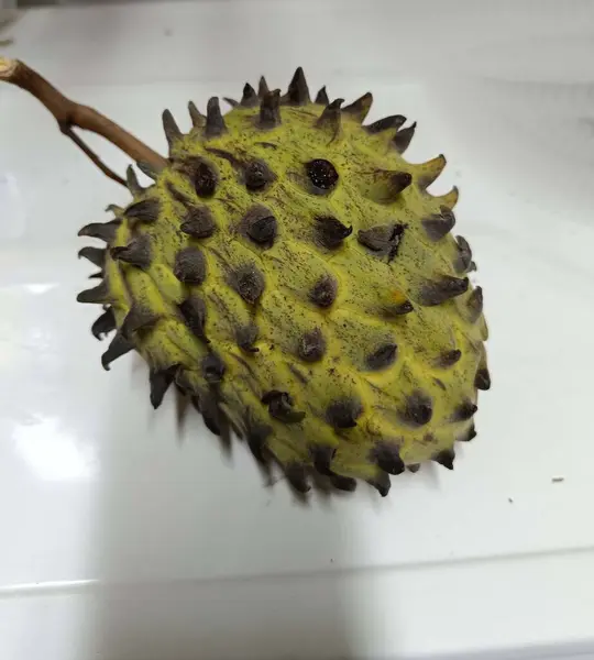 Annona Squamosa. Meyve konservesi