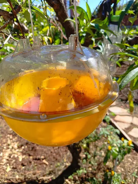 Doğal Sivrisinek ya da Sinek Kontrol Tuzağı