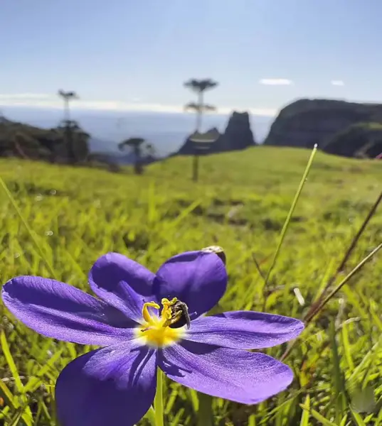 Dağlarda güzel çiçekler