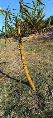 Ahşap mantarı canlı ağaçlarda çürüyor. Phellinus