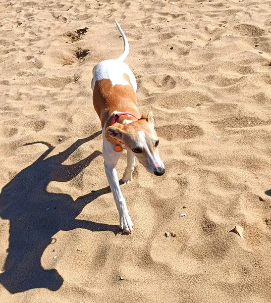 Sahibi köpeğiyle plajda oynuyor. Whippet Canis Lupus familiaris.