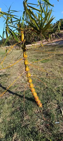 Ahşap mantarı canlı ağaçlarda çürüyor. Phellinus