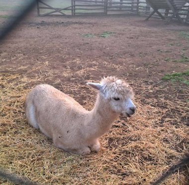 Çiftlikteki Lhama Hayvanı