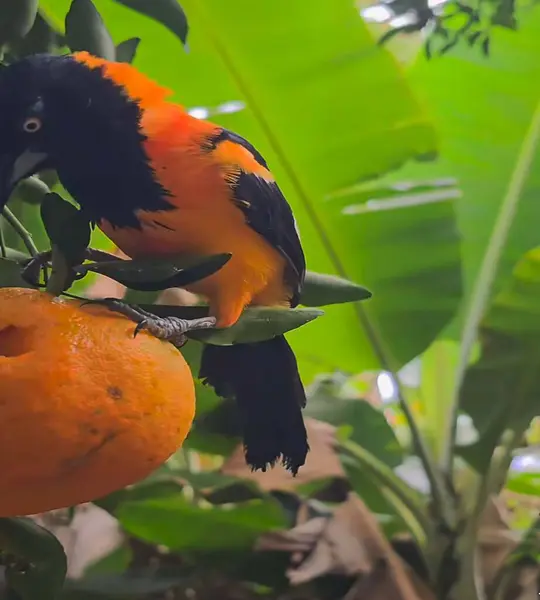 Currupiao . Belo passaro exotico. Icterrus JamacaiiiCurrupiao. Güzel egzotik kuş. Icterrus Jamacaii