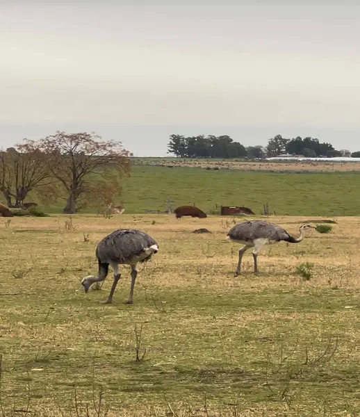 Struthio camelus. Uçamayan kuş